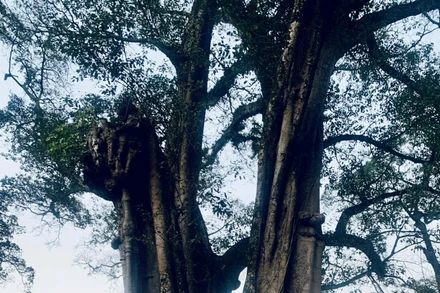 Cây đa là loài cây thân thuộc với văn hóa tinh thần của người Việt, chẳng kém cây lúa và cây tre.