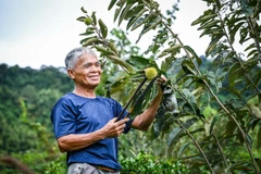 Ông Hoàng Văn Nam kiểm tra chất lượng quả dẻ để lấy hạt.