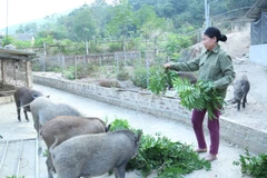 Nhiều hộ dân nỗ lực chăn nuôi, vươn lên làm giàu, thoát nghèo.