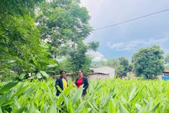 Mô hình sinh kế giúp nhiều người dân miền núi phía tây Quảng Ngãi nâng cao thu nhập.