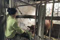 Mô hình sinh kế nuôi bê lai Sind giúp nhiều hộ thoát nghèo