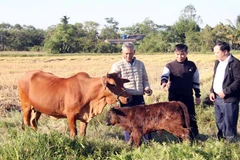 Từ nguồn vốn được hỗ trợ, gia đình ông Nguyễn Văn Gắn có thu nhập ổn định hơn.