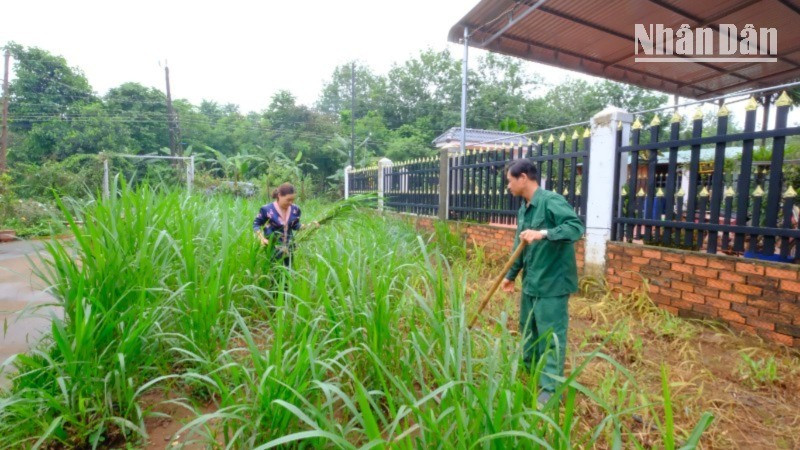 Vợ chồng anh Phạm Xuân Kiều, xã Đắk Ơ, tỉnh Đồng Nai, tận dụng đất trống trồng cỏ nuôi bò. dscf0265-7762-4076.jpg