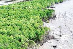 Biến đổi khí hậu gây sạt lở đang làm mất dần đai rừng phòng hộ ven biển Cà Mau.