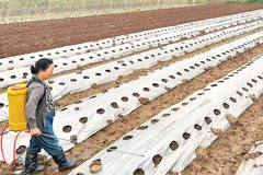 Bà Hoàng Thị Phượng, thôn Mai Lâm, xã Đông Anh, Hà Nội chăm sóc những luống rau vụ đông.