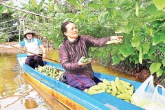 Từ nguồn vốn ban đầu, nhiều hộ dân vùng nông thôn Cà Mau mở rộng quy mô trồng trọt, chăn nuôi cho thu nhập ổn định.