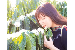 Hương hoa cà-phê dịu ngọt làm say đắm lòng người.