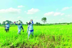 Chủ đầu tư tổ chức cắm cọc mốc, giao ranh chuẩn bị khởi công dự án tuyến cao tốc Thành phố Hồ Chí Minh-Mộc Bài.