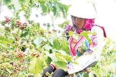 Nông dân xã Quài Tở thu hái cà-phê chín đỏ trên vườn cây đầu dòng.