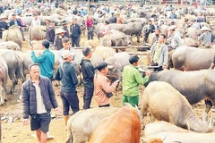 Một góc chợ trâu, bò Nghiên Loan.