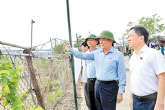 Thường trực Hội đồng nhân dân thành phố Hà Nội thị sát tình hình quản lý, sử dụng đất đai khu vực bãi sông, ngoài đê sông Hồng.
