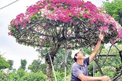 Gia đình ông Nguyễn Văn Màu (xã Hưng Khánh Trung, tỉnh Vĩnh Long) chuyển hướng sản xuất hoa giấy cổ thụ, hoa giấy hình nhà lục giác để đáp ứng nhu cầu người tiêu dùng.