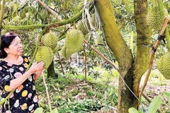 Gia đình bà Cao Thị Chiên xử lý sầu riêng ra quả nghịch vụ mang lại hiệu quả kinh tế cao.