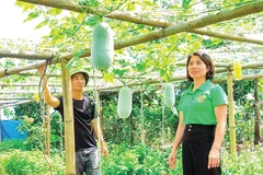 Mô hình trồng bí xanh thơm mở ra hướng phát triển kinh tế mới cho người dân xã Văn Bàn.