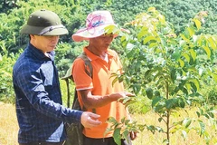 Người dân ở bản Hin chăm sóc cây gỗ lát trồng trên đất nương bạc màu.