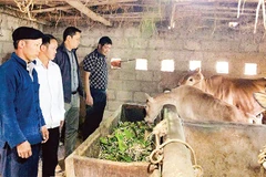 Ông Giàng Chứ Sửu (đội mũ), người có uy tín thôn Má Pắng, xã Đồng Văn tích cực phát triển kinh tế làm gương cho các hộ dân trong thôn noi theo.