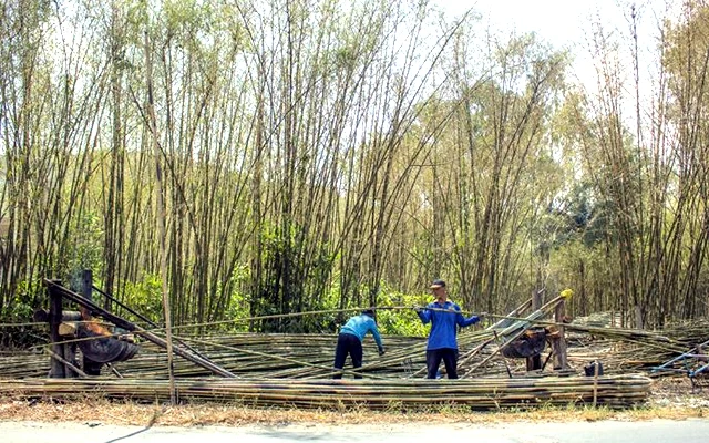 Thu hoạch tầm vông.