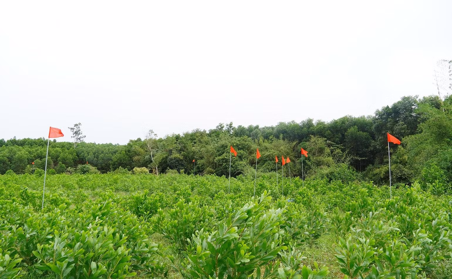 dsc09585-1.jpg