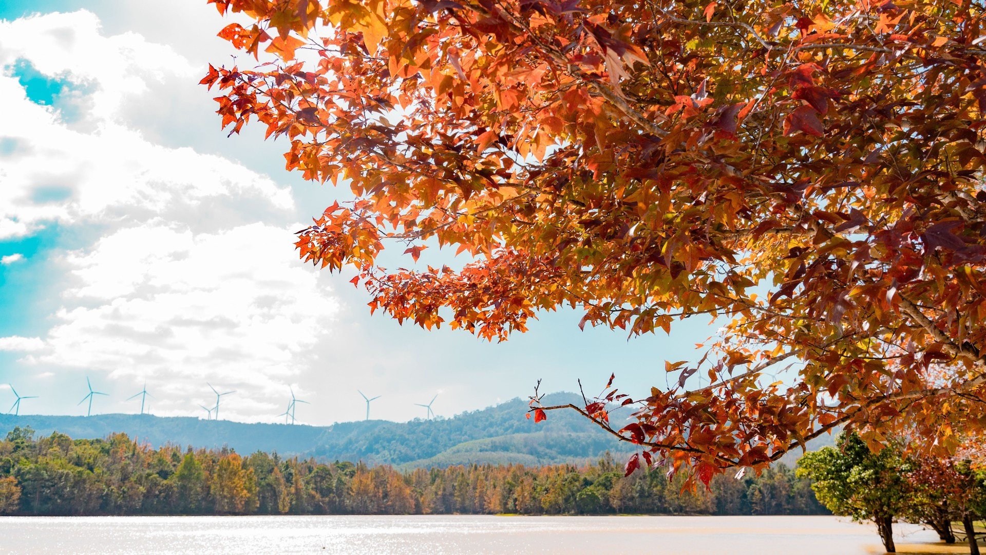 Khi di chuyển đến hồ thủy điện Quảng Trị, rừng phong hương bắt đầu hiện ra với sặc sỡ màu lá cam, đỏ, vàng xen kẽ màu xanh ngọc của nước hồ.