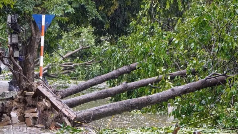 Hàng loạt cây xanh ở nhiều tuyến phố bị gió quật đổ. 