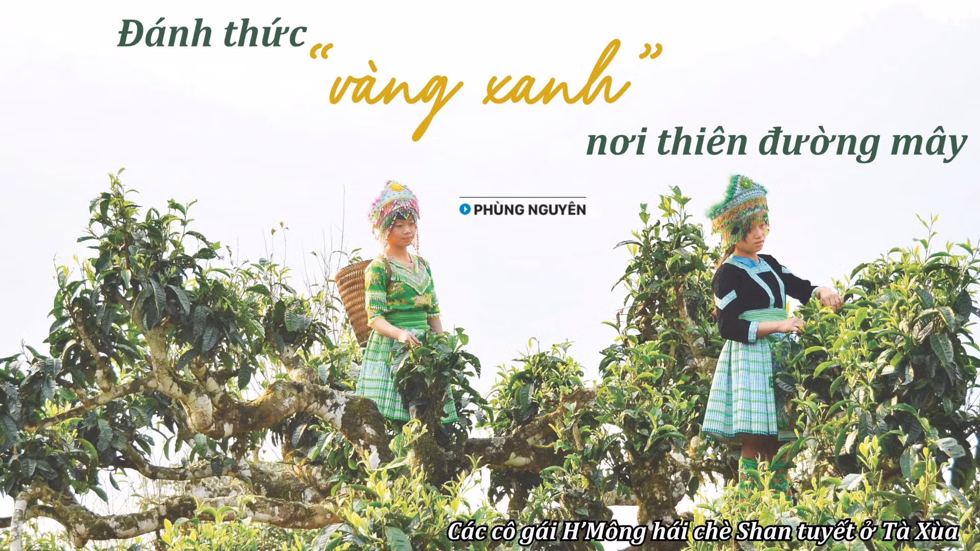 Đánh thức "vàng xanh" nơi thiên đường mây