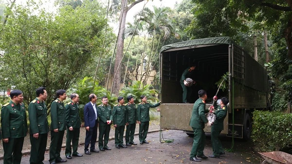 Cục Xe máy-Vận tải vận chuyển 40 cây kim giao vào khu mộ Đại tướng Võ Nguyên Giáp.