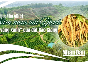 Nâng tầm giá trị sâm nam núi Dành - "vàng xanh" của đất Bắc Giang