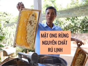 [Video] Mật ong Rú Lịnh: Nuôi ong lấy mật cũng lắm công phu