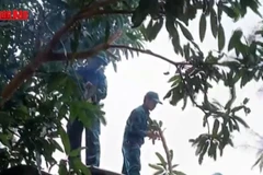 [Video] Đà Nẵng chủ động giúp dân phòng chống bão số 13 