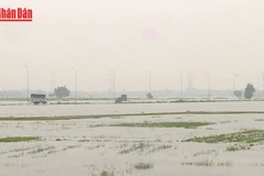 [Video] Khẩn trương khôi phục sản xuất nông nghiệp sau bão lũ