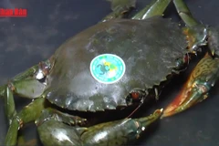 [Video] Ngành Cua Cà Mau khẳng định vị thế tiến tới đa dạng hóa thị trường