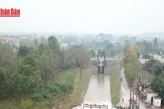 [Video Hơn 85% diện tích vụ Đông Xuân đã có nước sản xuất