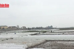 [Video] Chủ động ứng phó mưa lớn và rét đậm 