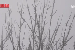 [Video] Miền Bắc sắp đón không khí lạnh mạnh, vùng núi cao có thể xảy ra băng tuyết