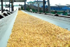 [Video] Gạo chất lượng cao, phát thải thấp – Trụ cột chiến lược năm 2026