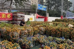 Người dân Hồng Kông (Trung Quốc) hay chọn mua quất vào dịp Xuân mới với ý nghĩa loại quả này tượng trưng cho tài lộc. (Ảnh: TTXVN)