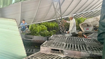 Hiện trường vụ dông lốc sáng sớm 23/7 tại xã Ba Sao, tỉnh Đồng Tháp.