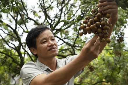 Anh Bùi Xuân Sử, người trồng nhãn hữu cơ đầu tiên của tỉnh Hưng Yên. (Ảnh: Hoàng Anh)