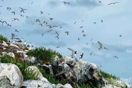 Hòn Trứng Côn Đảo: Kỷ lục sân chim sinh sản nhiều nhất Việt Nam