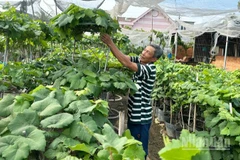 Nông dân làm nho kiểng tại các xã phía nam tỉnh Khánh Hòa tạo dáng cây nho theo phong cách mới, là thân cây vươn thẳng, tán gọn, trên thân buông đều nhiều chùm quả. (Ảnh: NGUYỄN TRUNG)