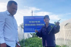 Khu vực phục tráng và phát triển giống khoai lang bản địa Từ Tâm (mã số KL06) tại xã Ninh Phước, tỉnh Khánh Hòa. (Ảnh: NGUYỄN TRUNG)