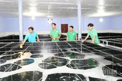 Bộ phận kỹ thuật của Công ty trách nhiệm hữu hạn Sản xuất giống thủy sản Tuấn Hà, xã Vĩnh Hải, tỉnh Khánh Hòa kiểm tra quá trình sinh trưởng của tôm giống trong thời gian ươm dưỡng. (Ảnh: NGUYỄN TRUNG).