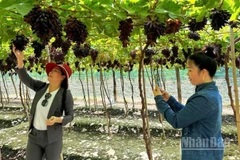 Nông dân tỉnh Khánh Hòa trồng nho đem lại lợi nhuận cao gấp 8 đến 18 lần so với trồng lúa. Nhờ đó, đời sống ngày càng khấm khá. (Ảnh: NGUYỄN TRUNG)