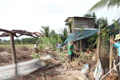 Ông Trịnh Minh Trung, thôn Ninh Quý 3, xã Phước Hậu (Khánh Hòa) thuê 3 công đến dọn lại vườn tược sau mưa lũ. (Ảnh: NGUYỄN TRUNG)