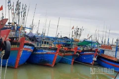 Vùng neo đậu tàu tại cảng cá Đông Hải, tỉnh Khánh Hòa, đã thu hẹp nhiều do bị cát đất bồi lắng nhiều năm qua. (Ảnh: NGUYỄN TRUNG)