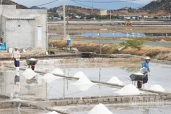 Diêm dân khu vực phía nam tỉnh Khánh Hòa phấn khởi thu hoạch muối đầu năm mới. (Ảnh: NGUYỄN TRUNG)