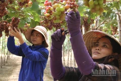 Nông dân bám vườn để chăm sóc từng chùm nho đang vào độ chín. (Ảnh: NGUYỄN TRUNG)