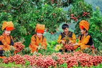 Thu hoạch vải tại Bắc Giang. (Ảnh: nhandan.vn)