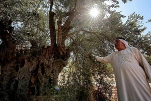 [Video] Bảo tồn rừng oliu cổ thụ - Di sản văn hóa phi vật thể tại Jordan
