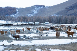 [Video] Đợt rét cực điểm khiến Mông Cổ thiệt hại hơn 26 nghìn con gia súc
